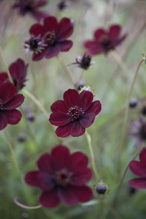 Cosmos atrosanguineus, 'Black Magic'