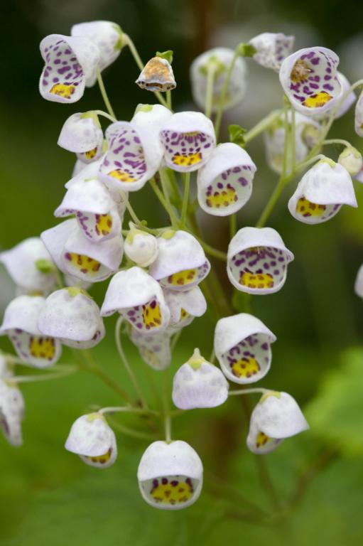 Jovellana punctata