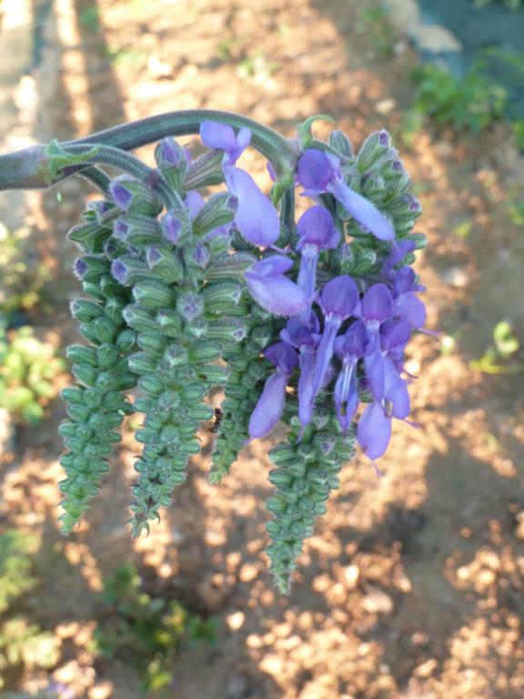 Salvia nutans
