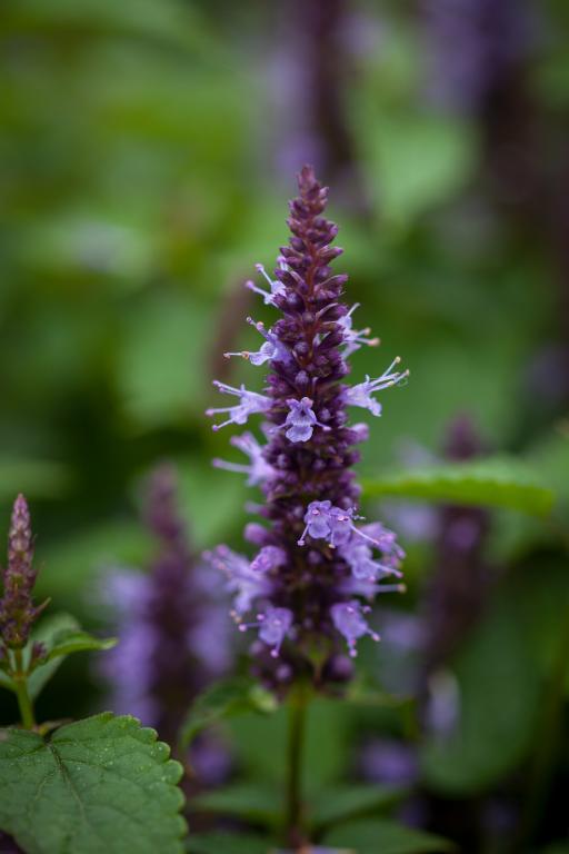 Agastache hybrida, 'Astello Indigo'