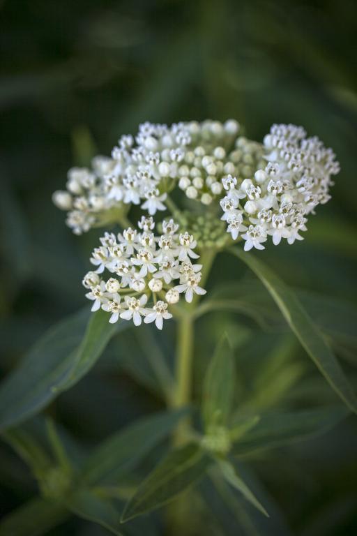 Asclepias incarnata, White