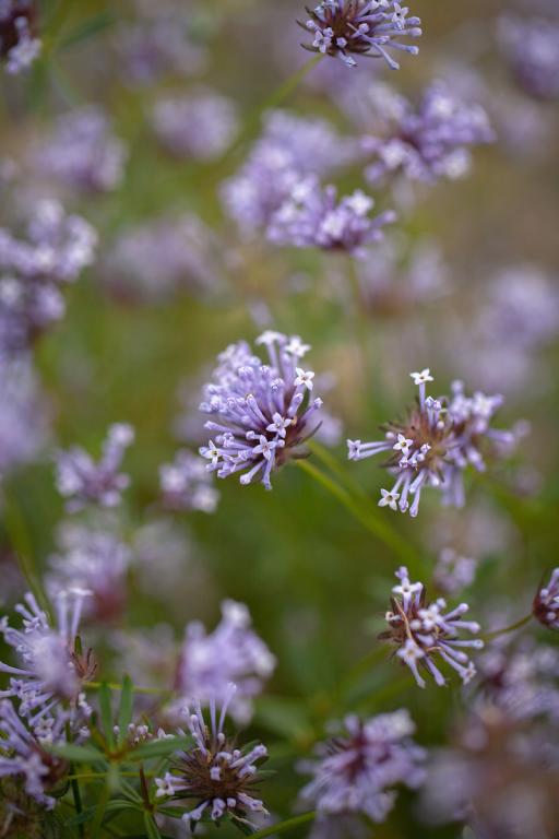 Asperula orientalis