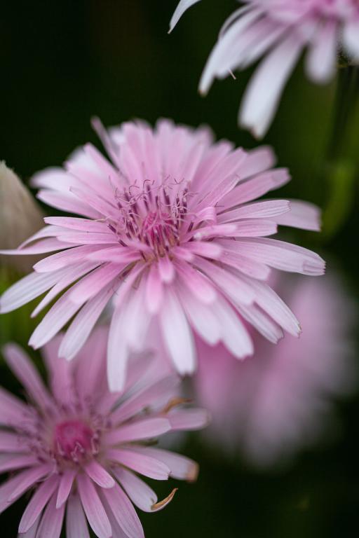 Crepis rubra