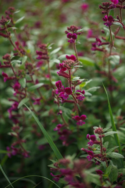 Cuphea lanceolata, 'Purple Passion'