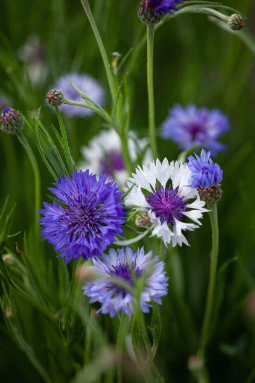 Centaurea cyanus, 'Classic Fantastic'