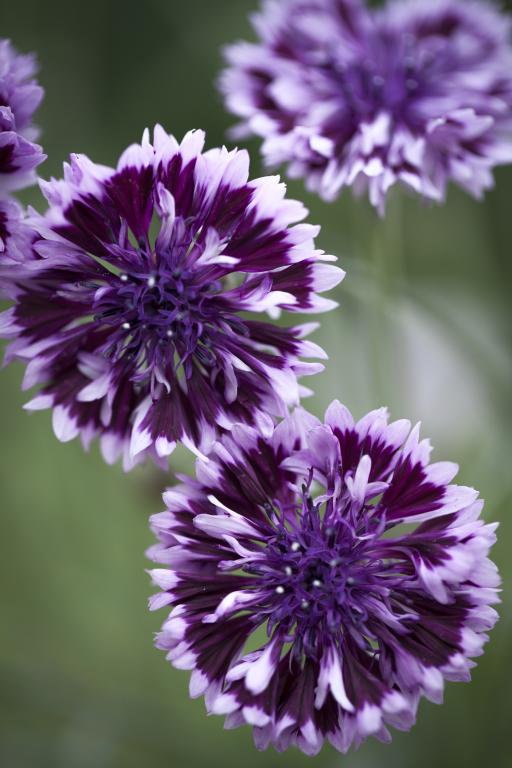 Centaurea cyanus, 'Classic Magic'