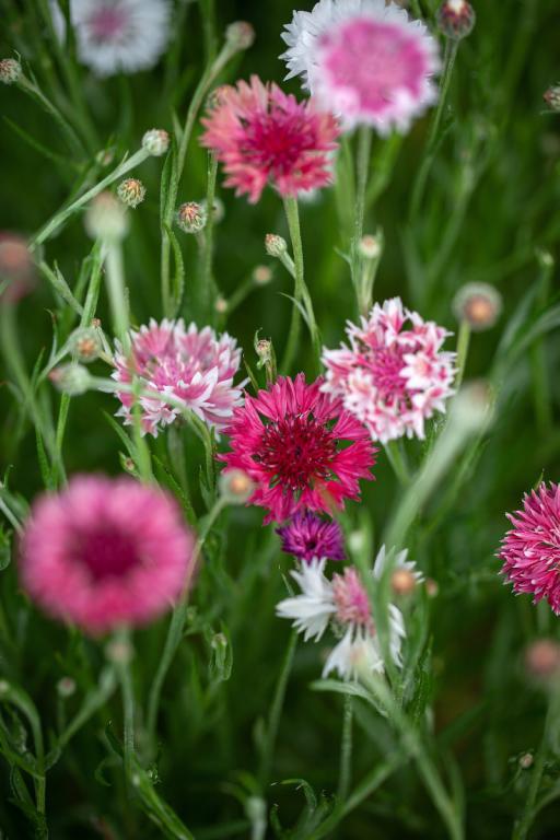 Centaurea cyanus, 'Classic Romantic'