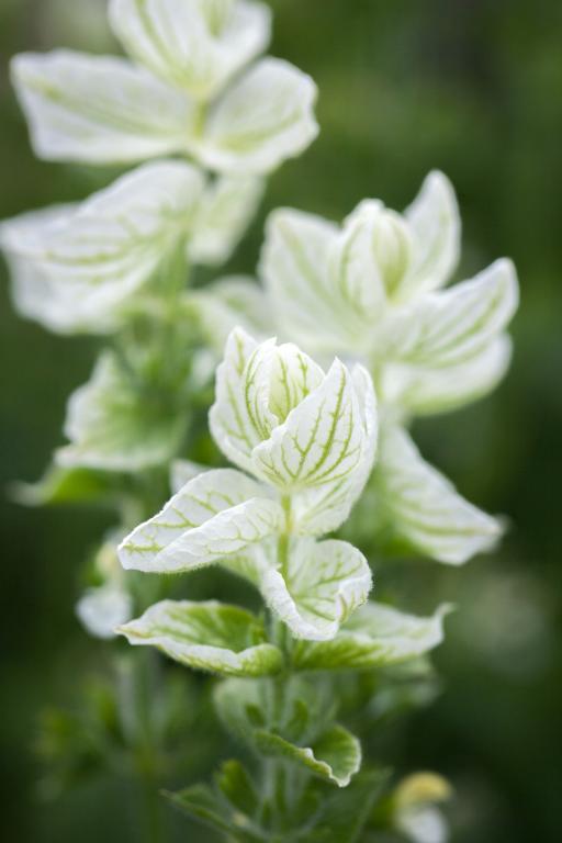 Salvia viridis, 'White Swan'