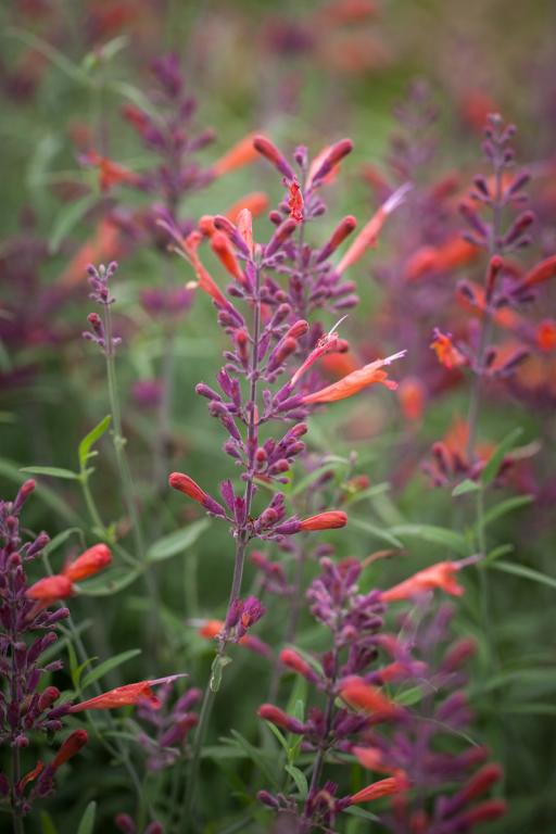 Agastache rupestris, 'Apache Sunset'