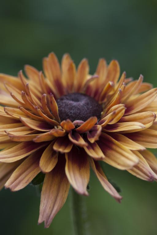 Rudbeckia hirta, 'Sahara'