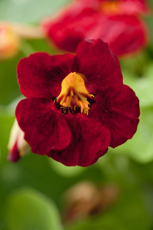 Tropaeolum minus, 'Tip Top Series', 'Tip Top Mahogany'