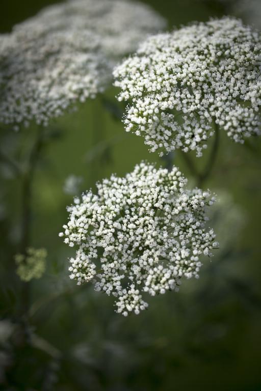 Cenolophium denudatum