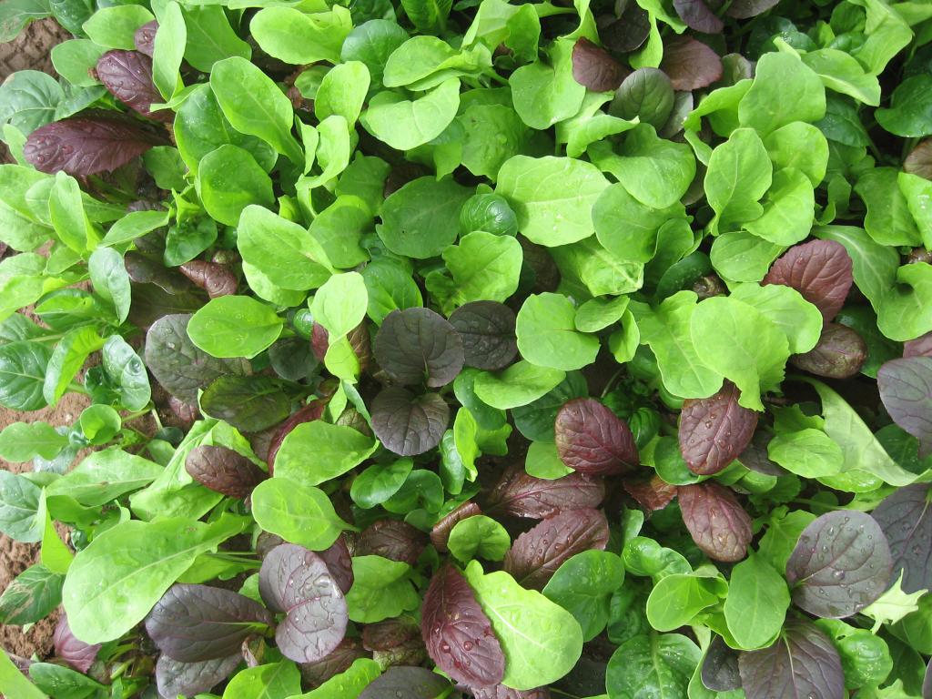 Pak Choi, 'Colour Crunch Mix'