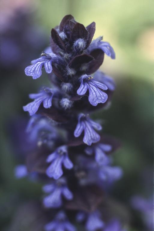 Ajuga reptans