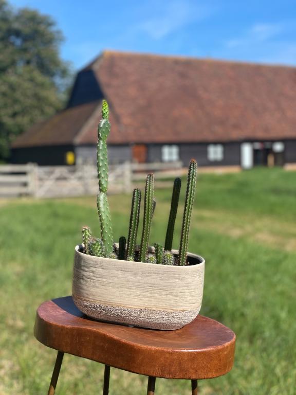 Cactus, Chiltern Seeds Quick Growing Tall Mixture