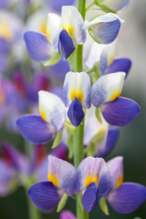 Lupinus cruckshankii, 'Sunrise'