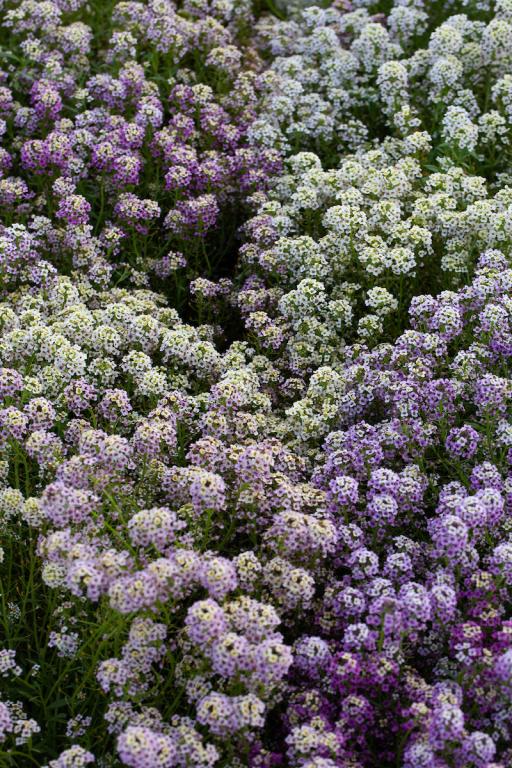 Lobularia maritima