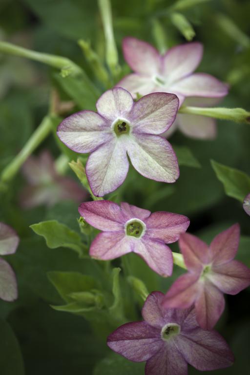 Nicotiana x sanderae, 'Avalon Lime-Purple'