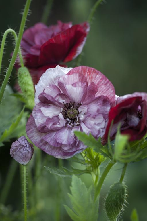 Papaver rhoeas, 'Pandora'