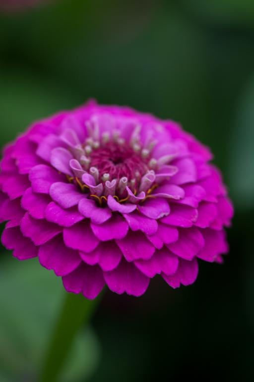 Zinnia elegans, 'Lilliput Purple'
