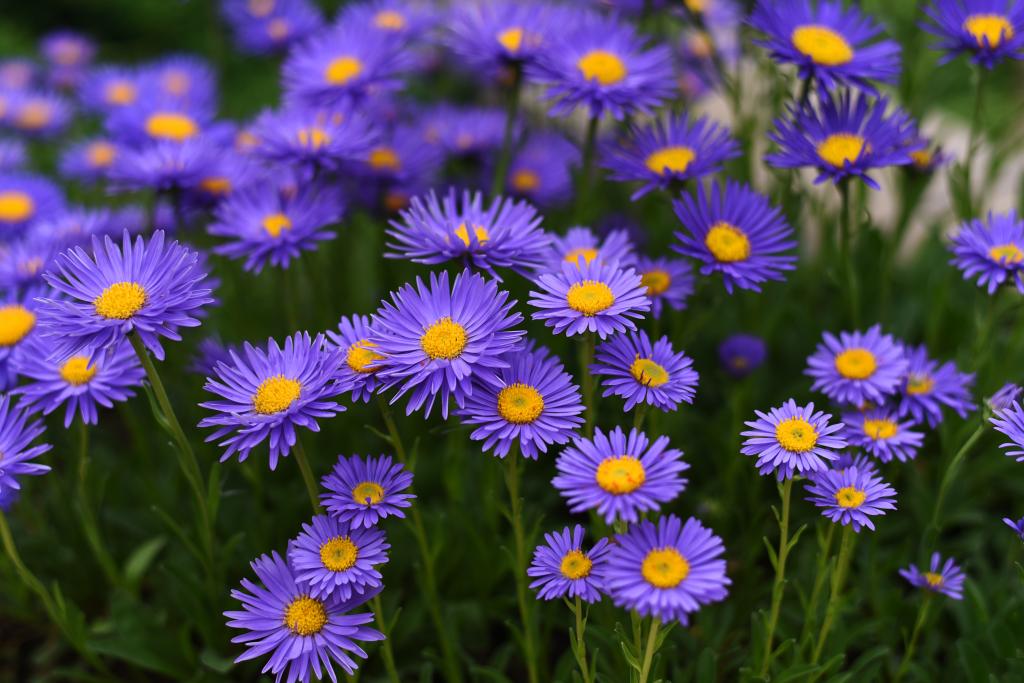 Aster alpinus