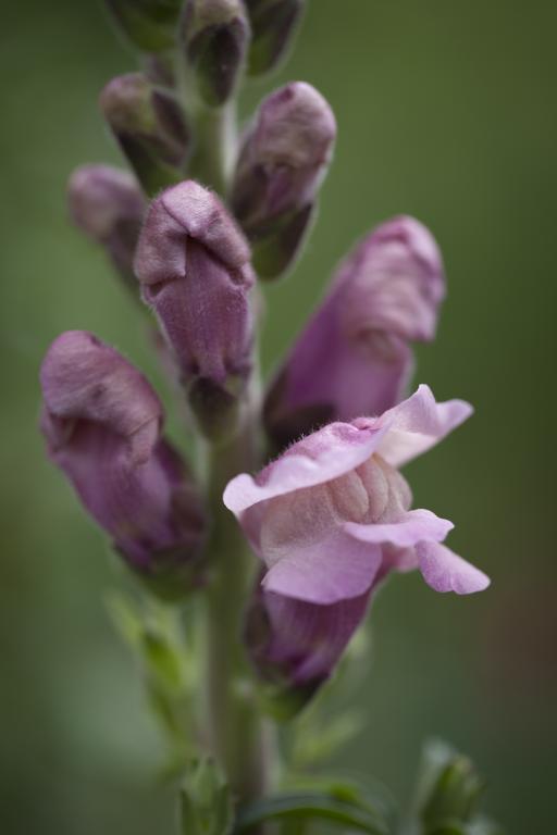 Antirrhinum majus, 'Potomac Lavender', F1 Hybrid