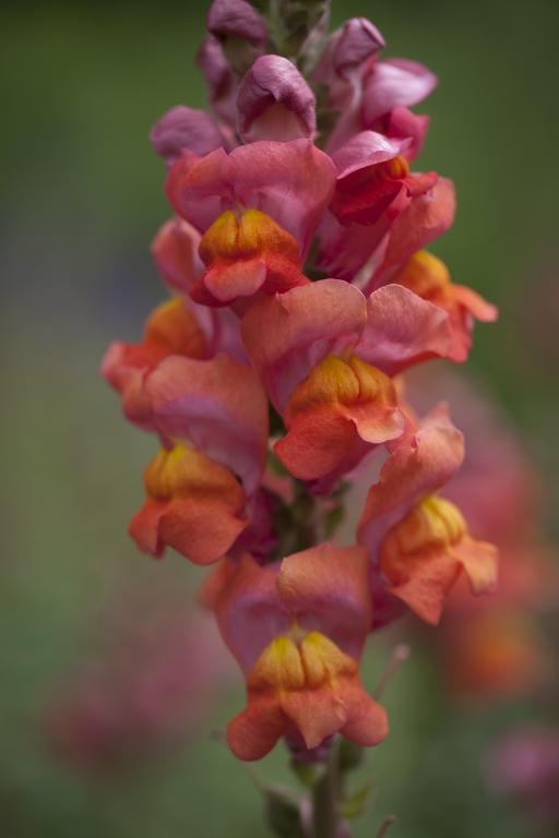 Antirrhinum majus, 'Potomac Dark Orange', F1 Hybrid