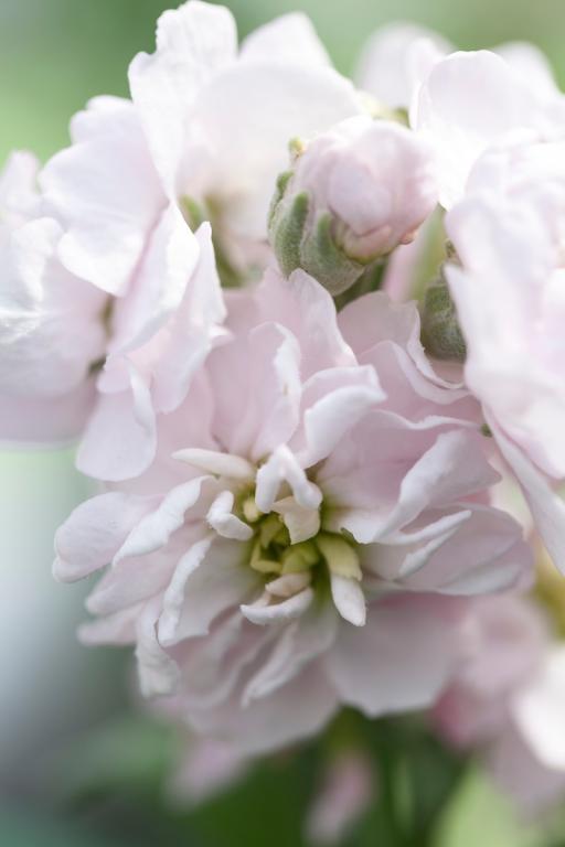 Matthiola incana, Traditional Field Grown Column Stock, 'Appleblossom'