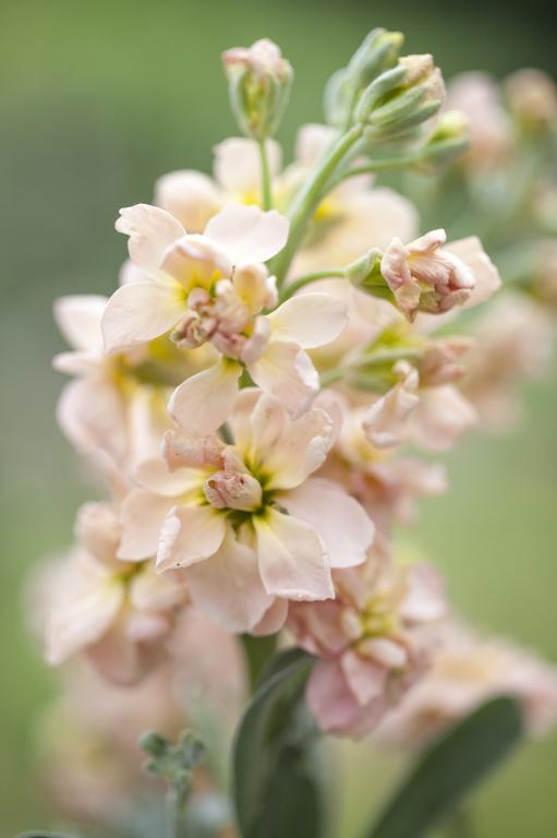 Matthiola incana, Traditional Field Grown Column Stock, 'Apricot'