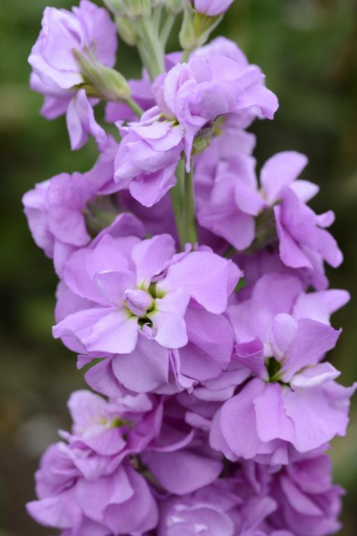 Matthiola incana, Traditional Field Grown Column Stock, 'Lilac Lavender'