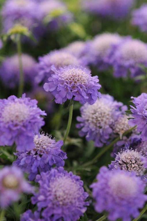 Scabiosa columbaria, 'Blue Note'