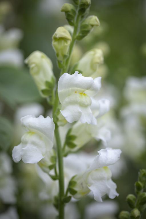 Antirrhinum majus, 'Rocket White', F1 Hybrid