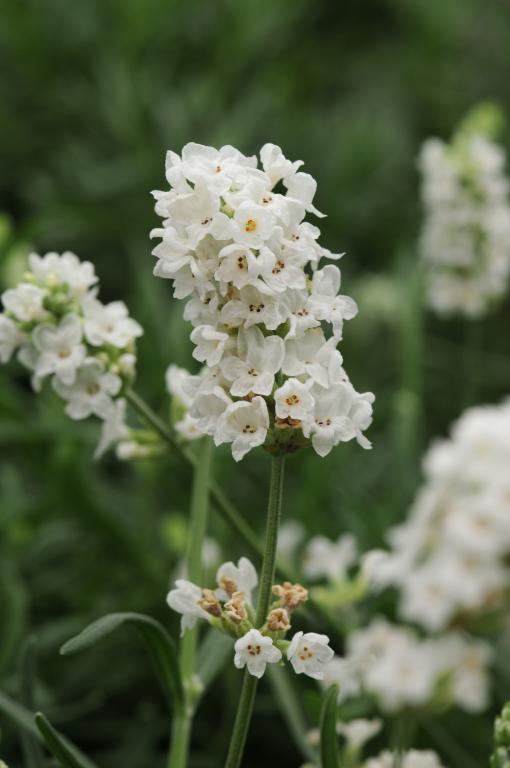 Lavandula angustifolia, 'Ellagance Snow'