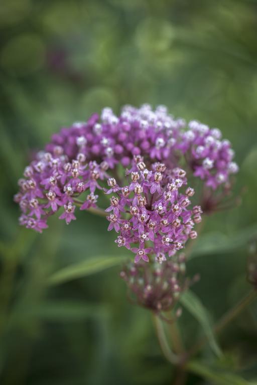 Asclepias incarnata, Carmine-Rose