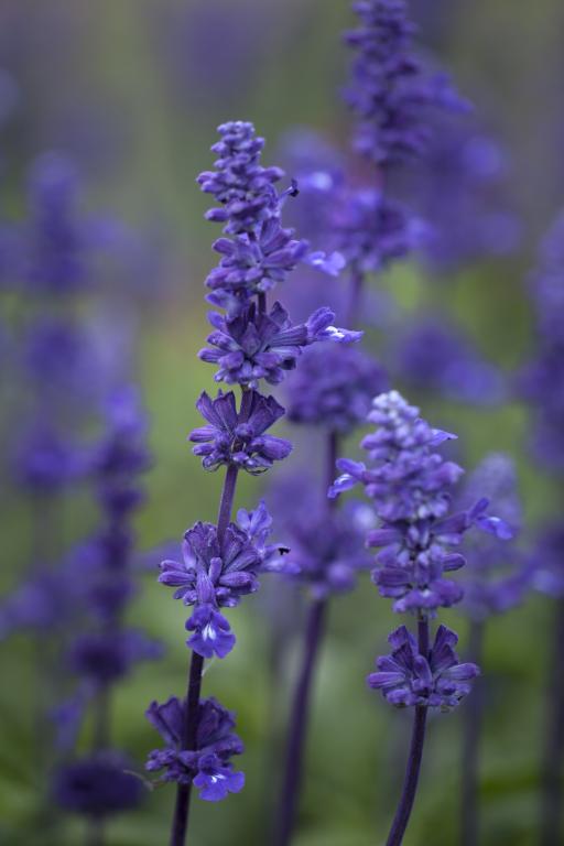 Salvia farinacea, 'Victory Blue'