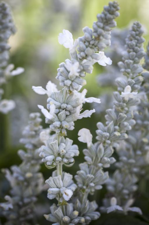 Salvia farinacea, 'Victory White'