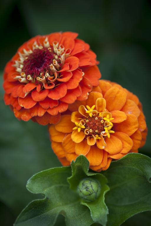 Zinnia elegans, 'Lilliput Orange'