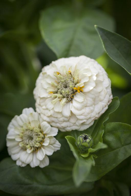 Zinnia elegans, 'Lilliput White'