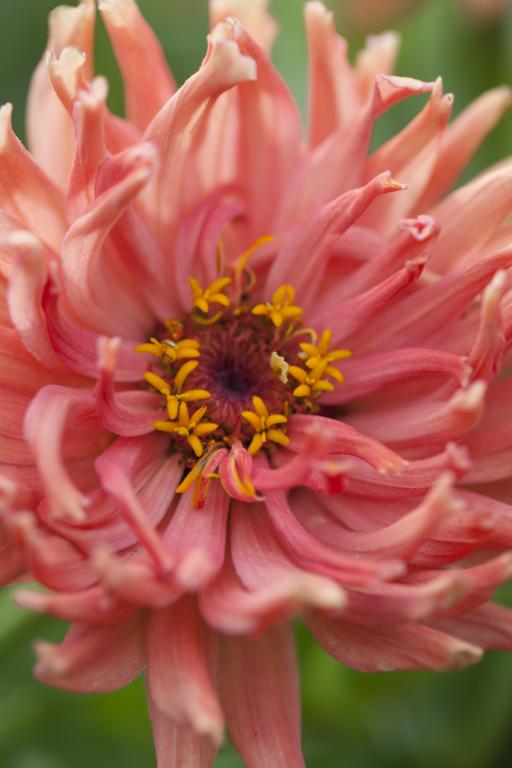 Zinnia elegans, Super Cactus 'Señorita'