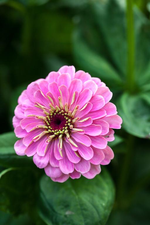 Zinnia elegans, 'Super Yoga Rose'