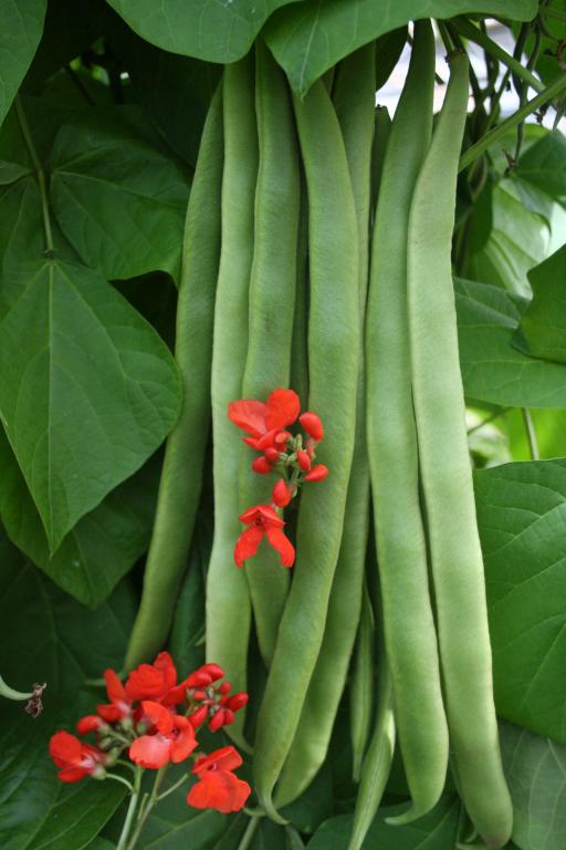 Bean, Runner, 'Firestorm'