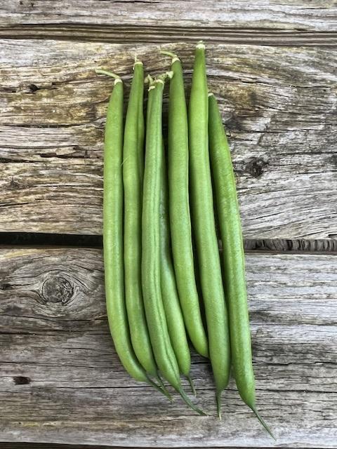 Bean, Dwarf French, 'Venice'