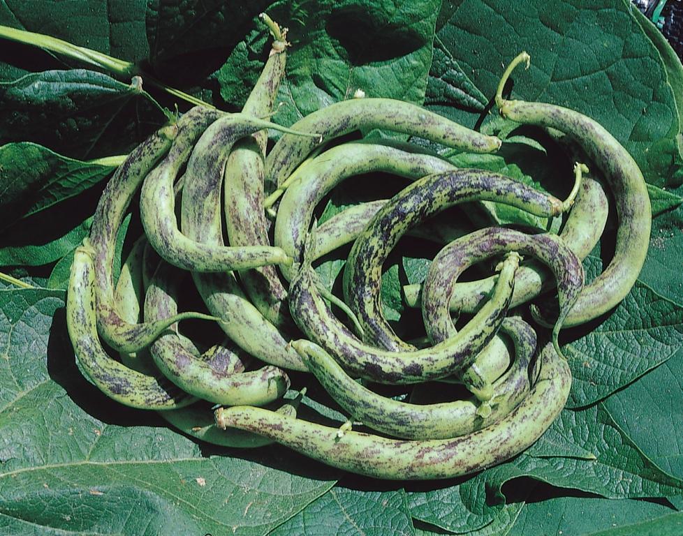 Bean, Other, 'Anellino di Trento'
