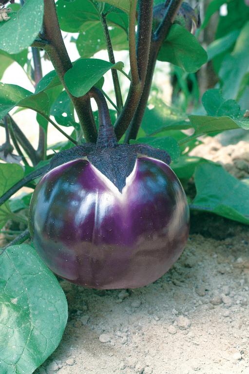 Aubergine, 'Prosperosa'