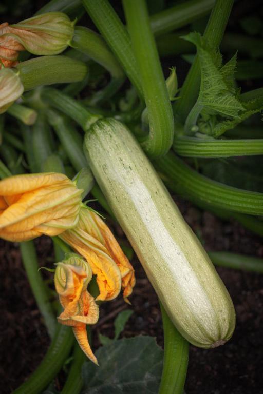 Courgette, 'Alfresco', F1 Hybrid