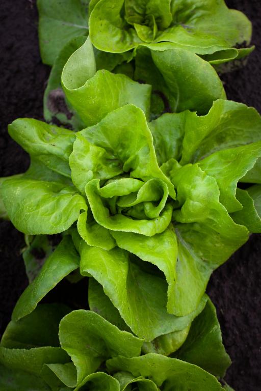 Lettuce, Butterhead, 'Gustav's Salad'
