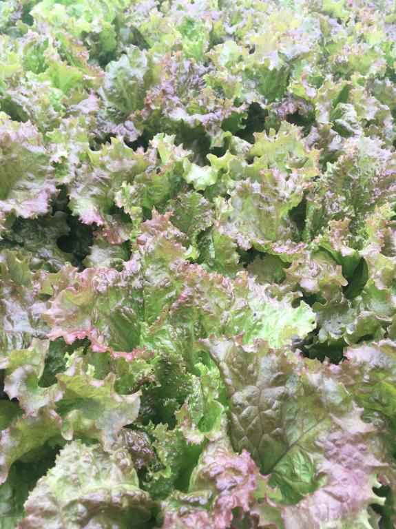 Lettuce, Little Gem & Romaine, 'New Red Fire'