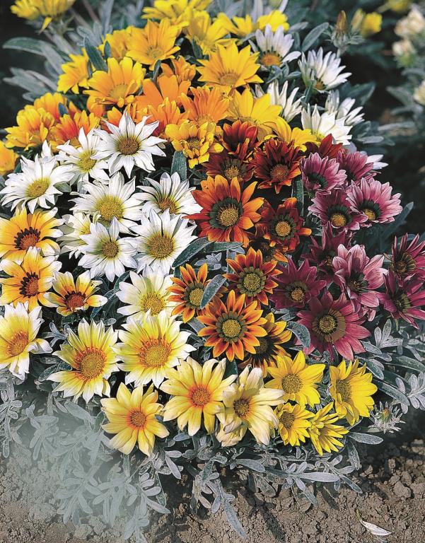 Gazania hybrida, 'Talent' Mixed