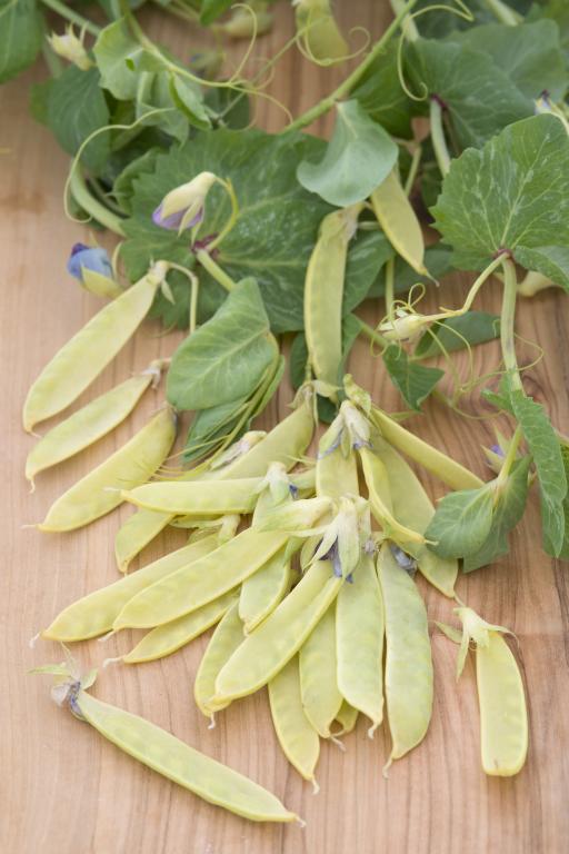 Pea, Mange Tout, 'Golden Sweet'
