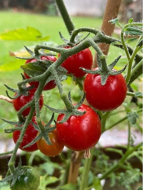 Tomato, Cherry, 'Sweet Million', F1 Hybrid